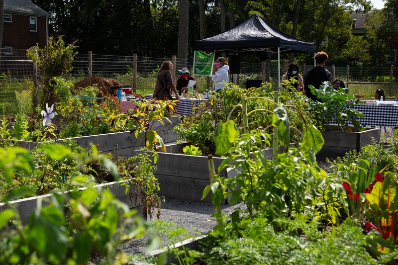 Harvest Fest ribbons cutting and celebration at Pershing Avenue Neighborhood Farm + Gardens (Photo: Karen Pearson)