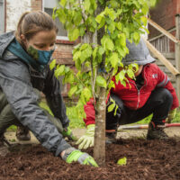 Planting Street Trees in Newburgh