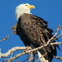 A bald eagle perches in a tree. (Photo: Mike Oates)