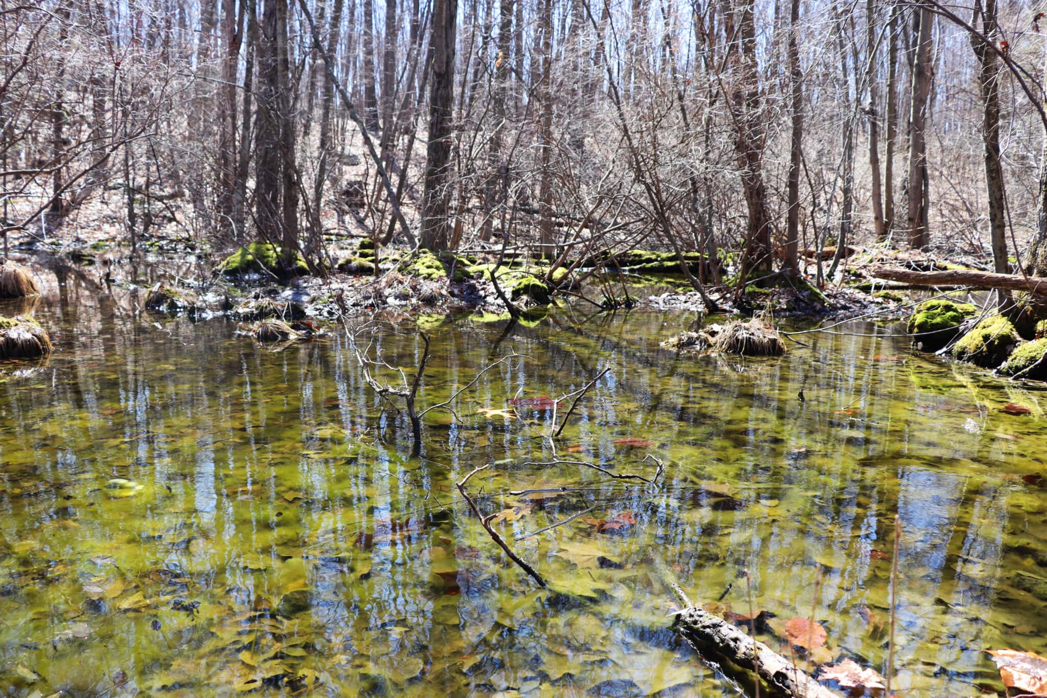 Vernal Pools The Valley's Special Spring Amphibian Habitat Scenic Hudson