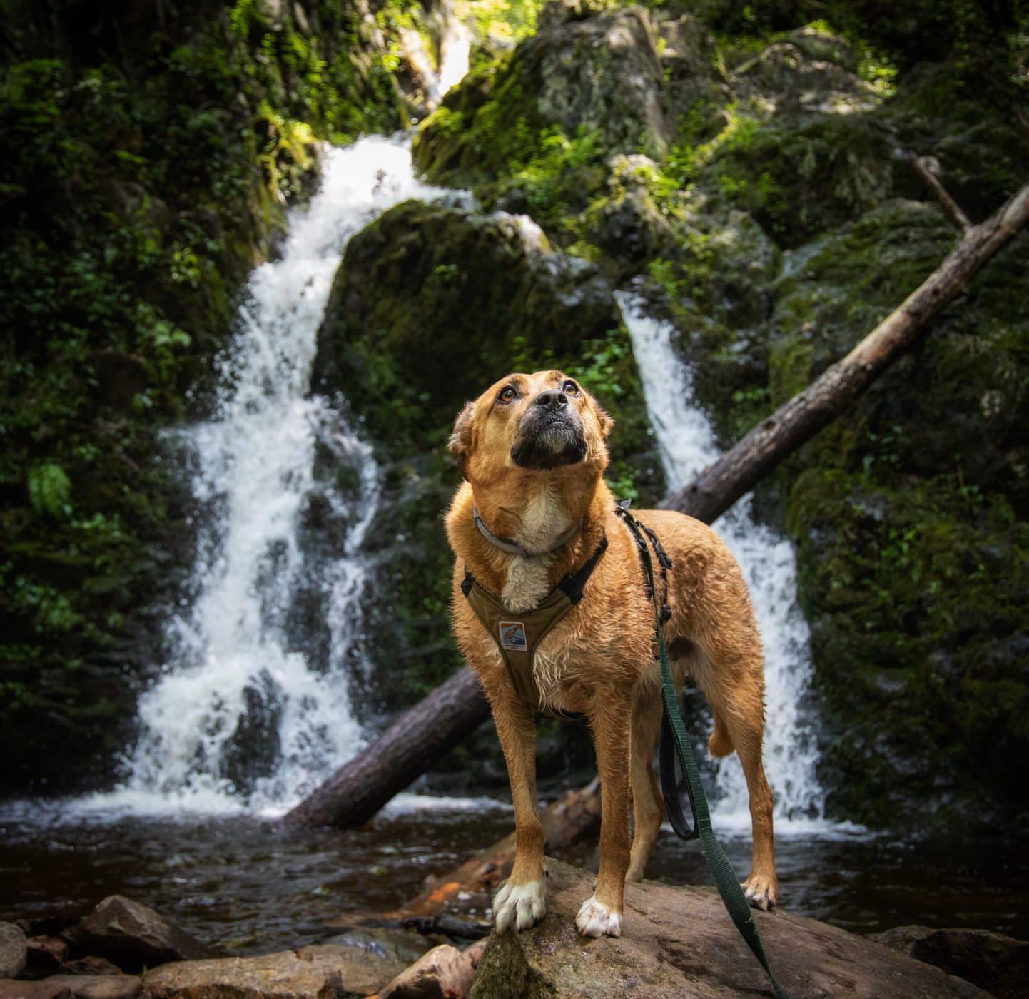 Hiking with Dogs, Exploring Nature with your Canine! - Tales From Home