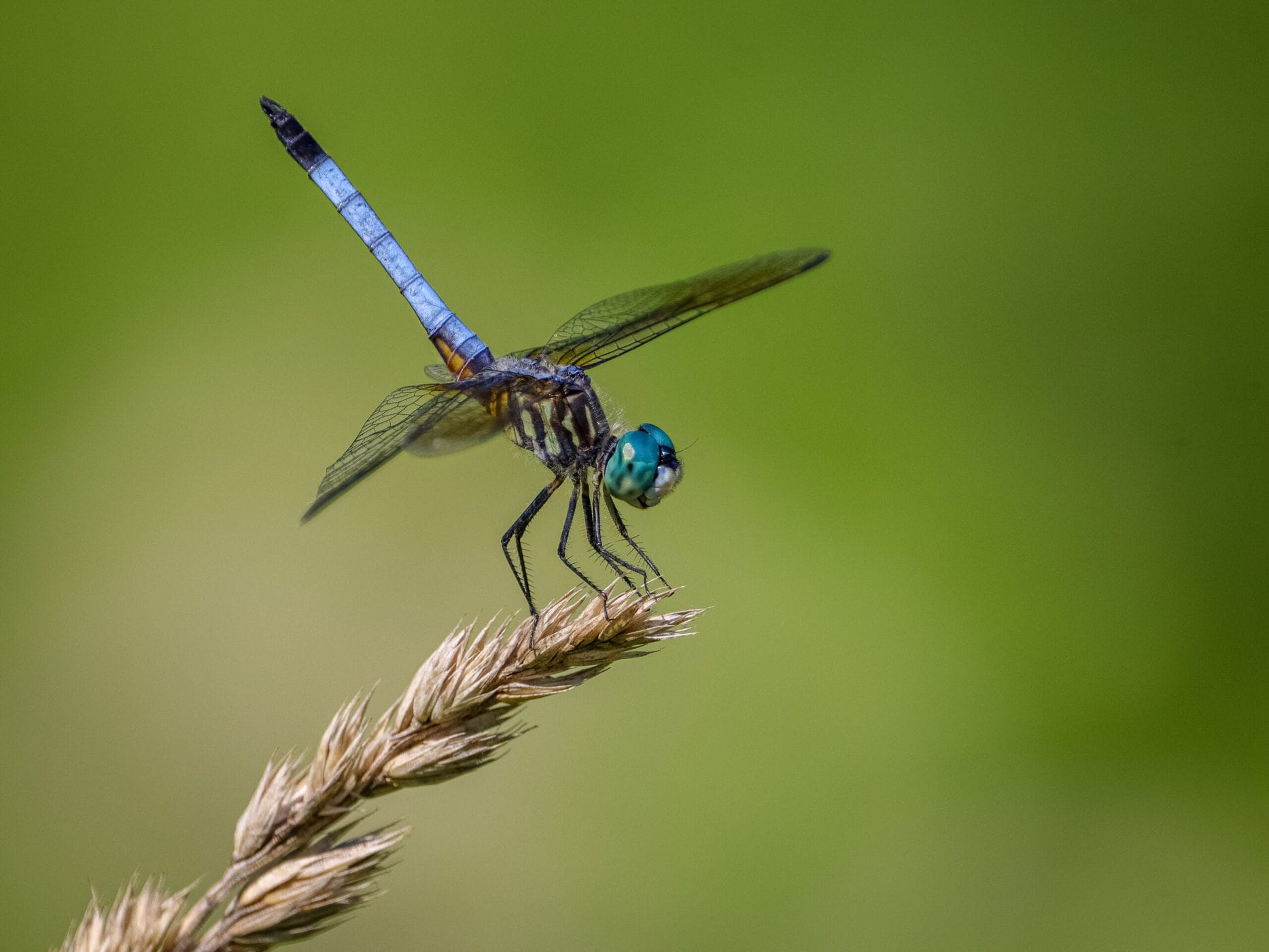 Looking Good for 200 Million Years Old: Gorgeous Dragonflies and Damselflies - Scenic Hudson