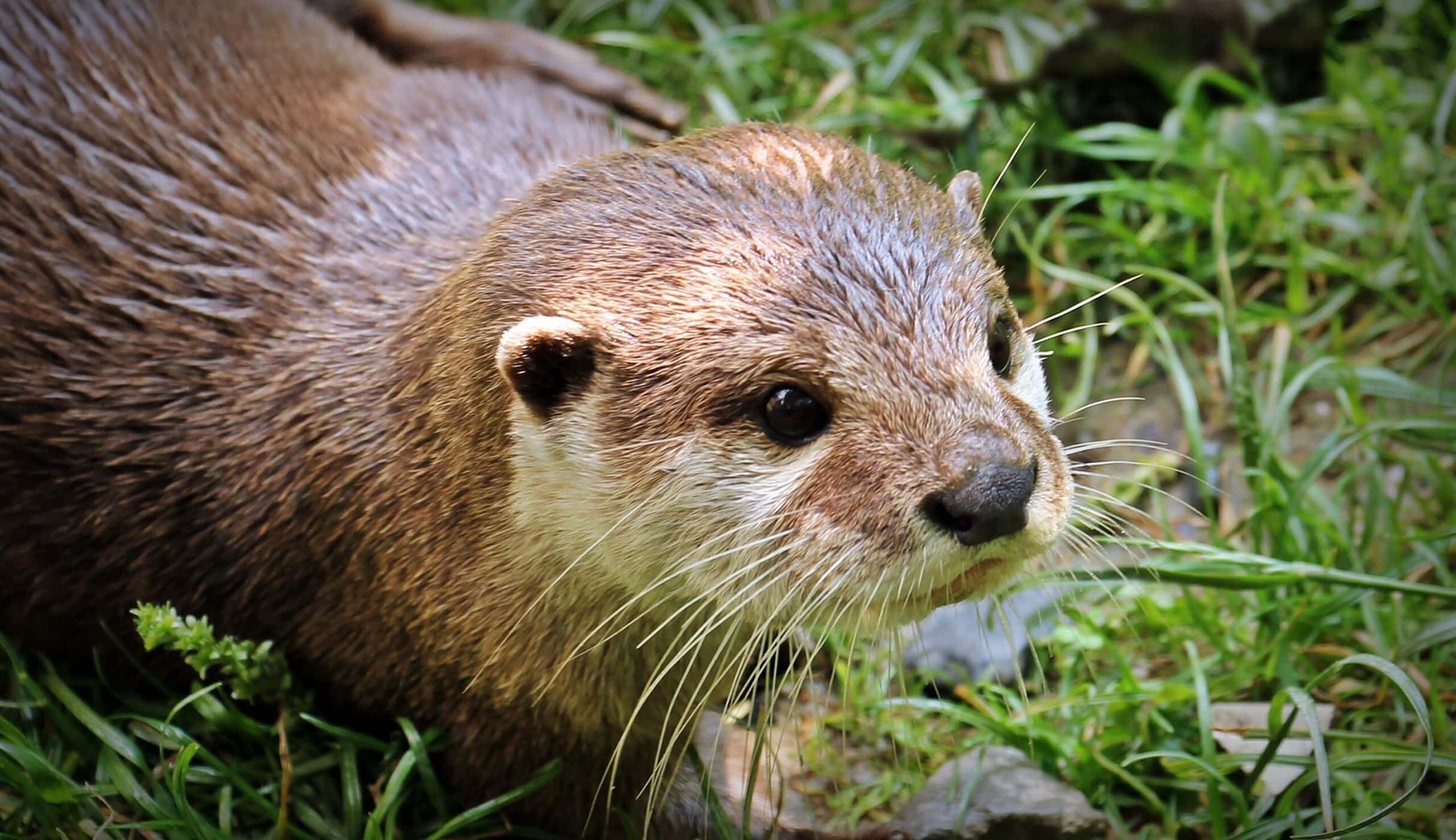 About Us - Otter Outdoors