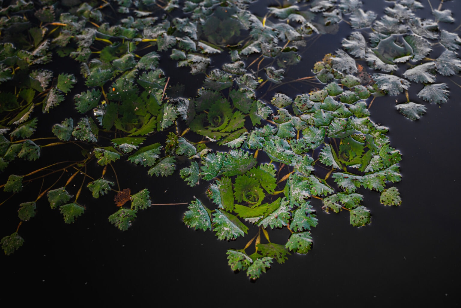 How Bad Is Water Chestnut, Really? Scenic Hudson