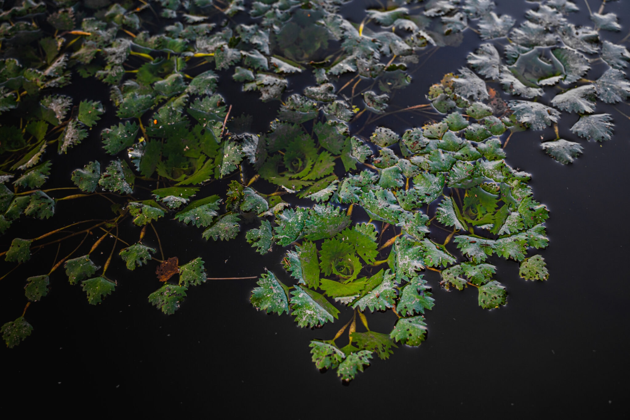 How Bad Is Water Chestnut, Really? Scenic Hudson