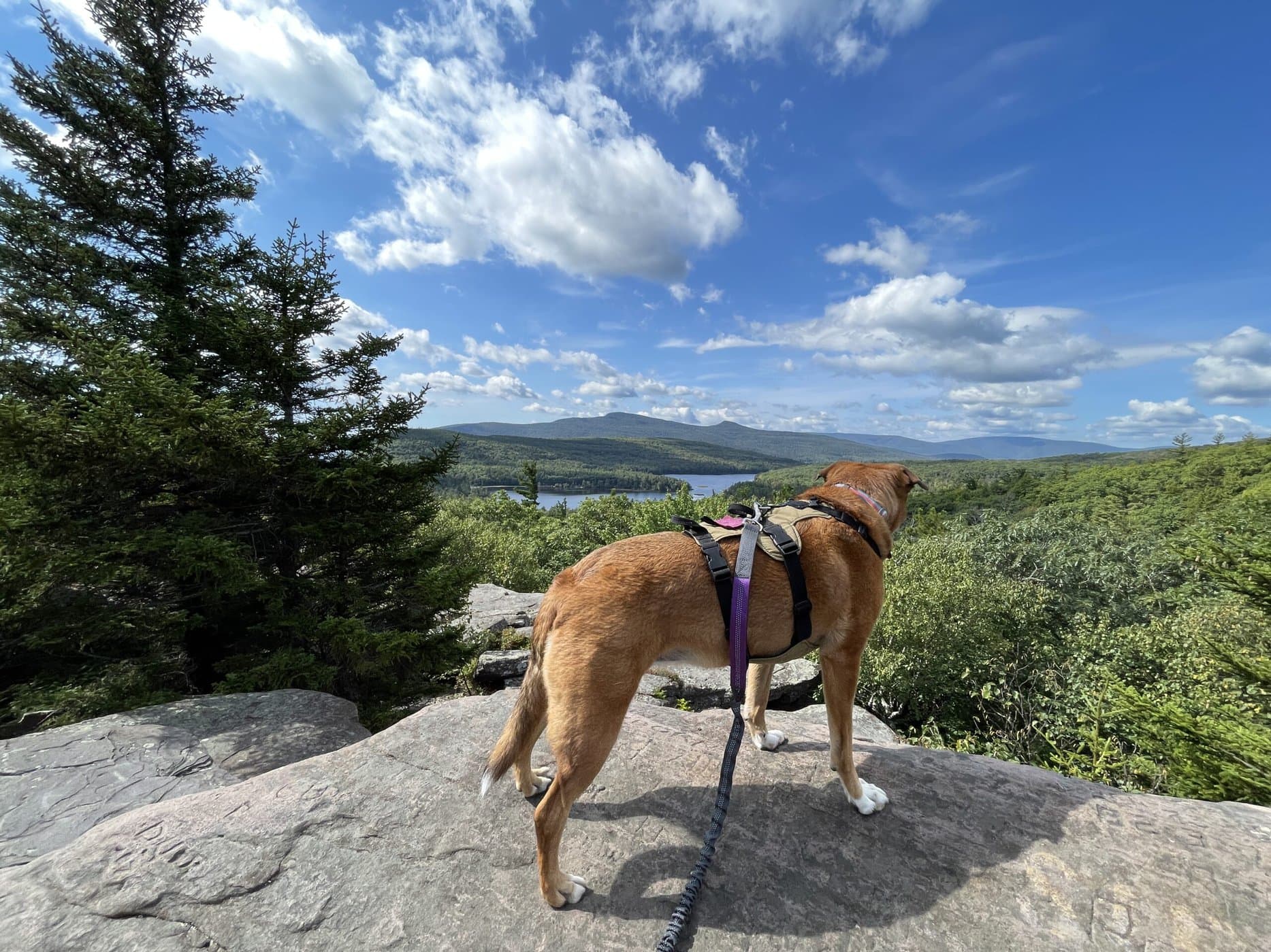 Hiking with Dogs, Exploring Nature with your Canine! - Tales From Home