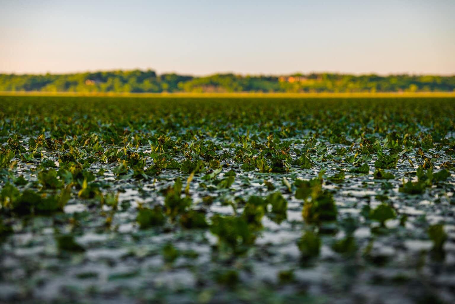 How Bad Is Water Chestnut, Really? Scenic Hudson