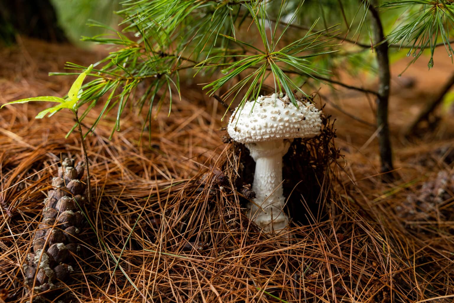 On the Hunt for Mushrooms in the Valley Scenic Hudson