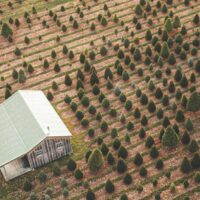 An aerial view of a Hudson Valley tree farm.