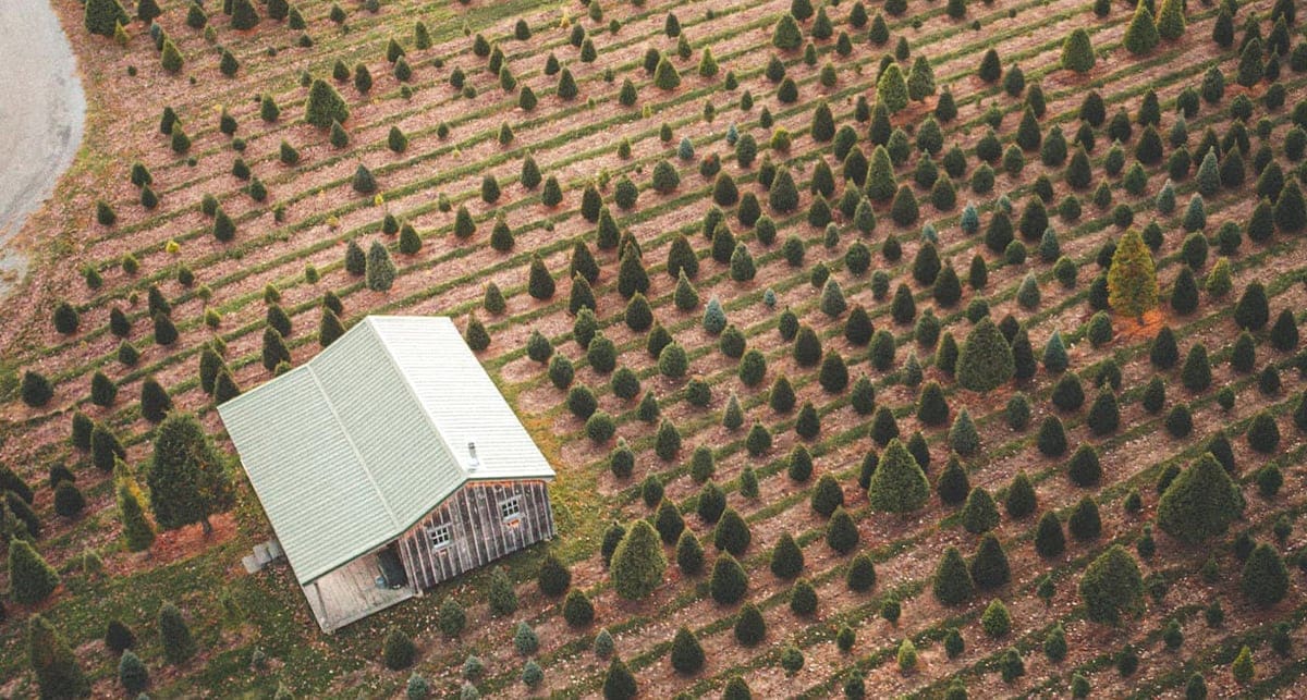 An aerial view of a Hudson Valley tree farm.