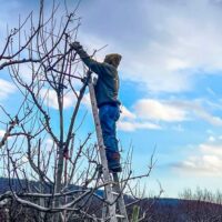 Farmers on a ladder pruning trees.