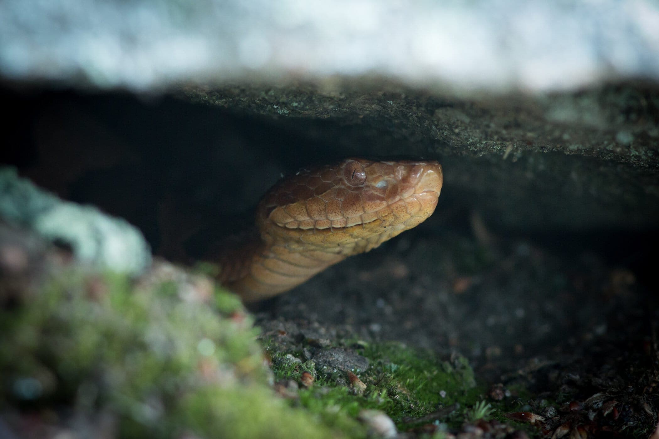 Turkey hunt turns up possum playing snake