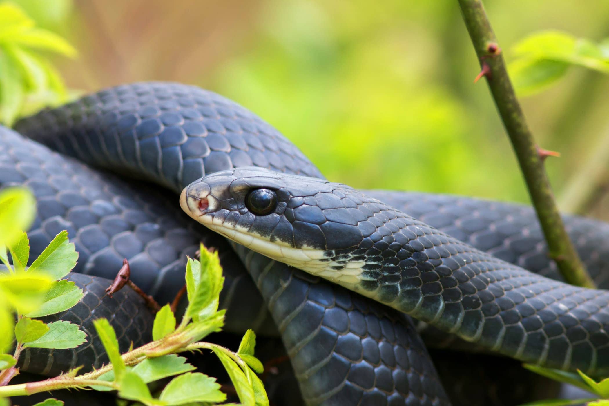 Look Out For These New York Snakes Scenic Hudson