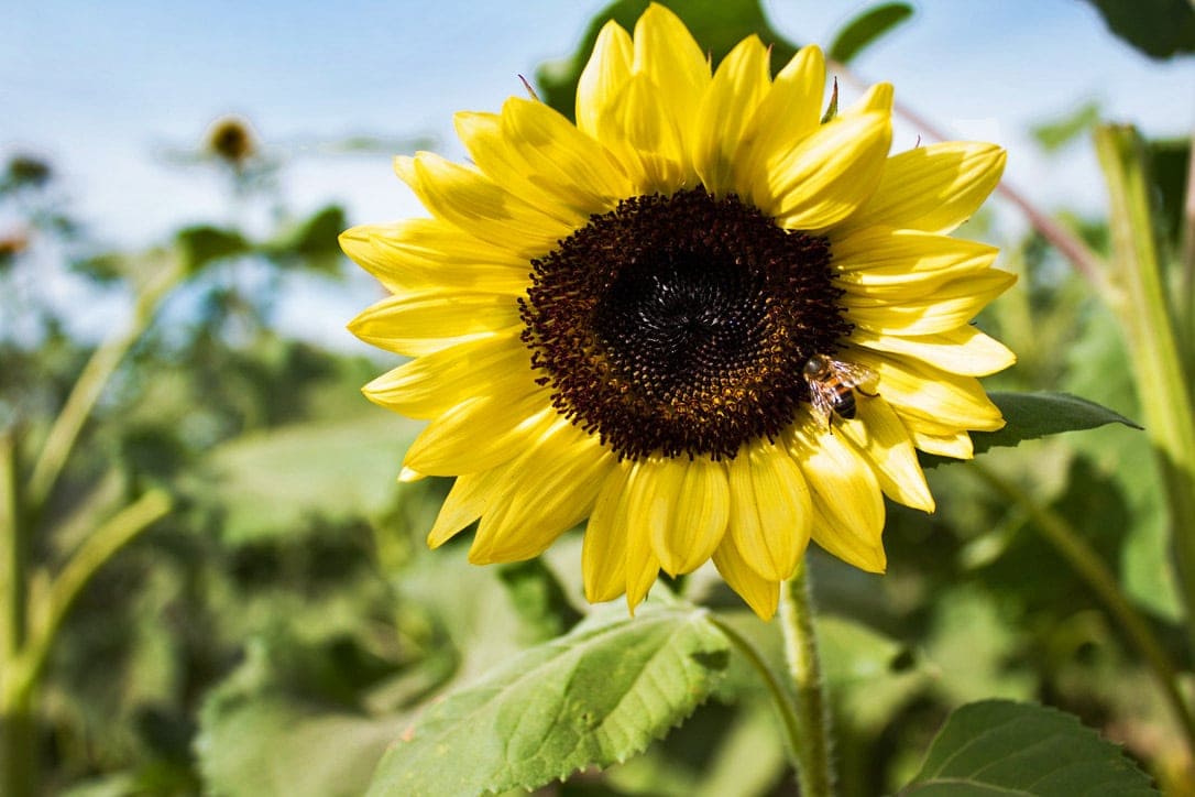 World's first honey bee vaccine, not a cure-all says beekeeper