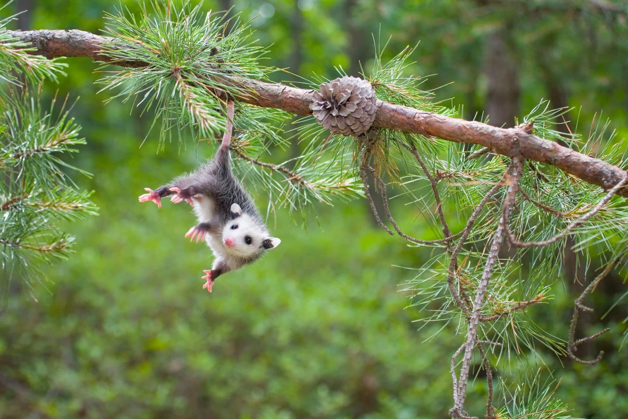 Possum On R&d The Opossum, a Surprising N.Y. Fan Fave - Scenic Hudson