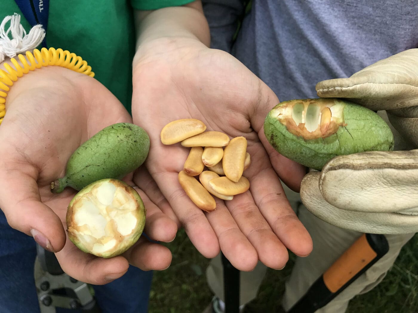 The Longtime Wonders of the Freshly Appreciated Pawpaw Fruit - Scenic Hudson