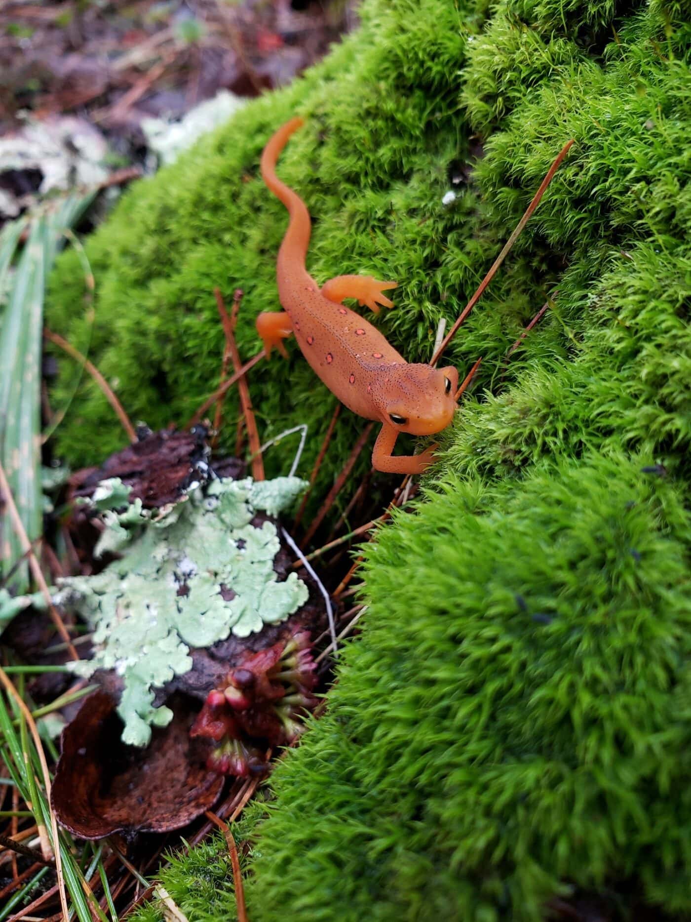 1 pack green moss for planters artificial moss lichen forest moss