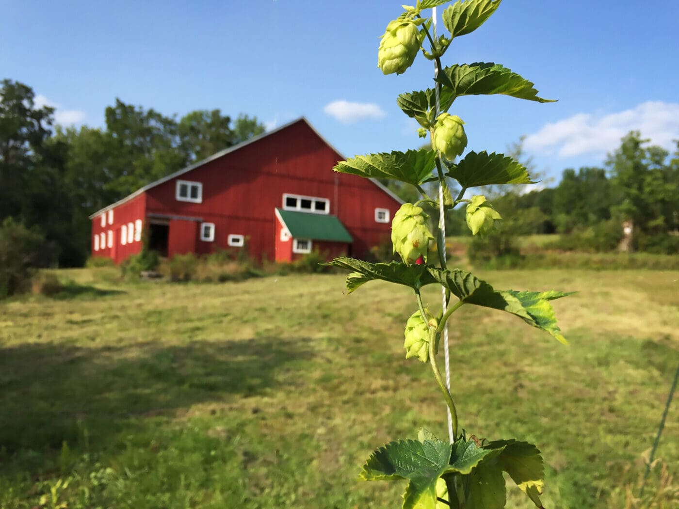 A close view of a hop growing on a vine. Behind it is a red barn.