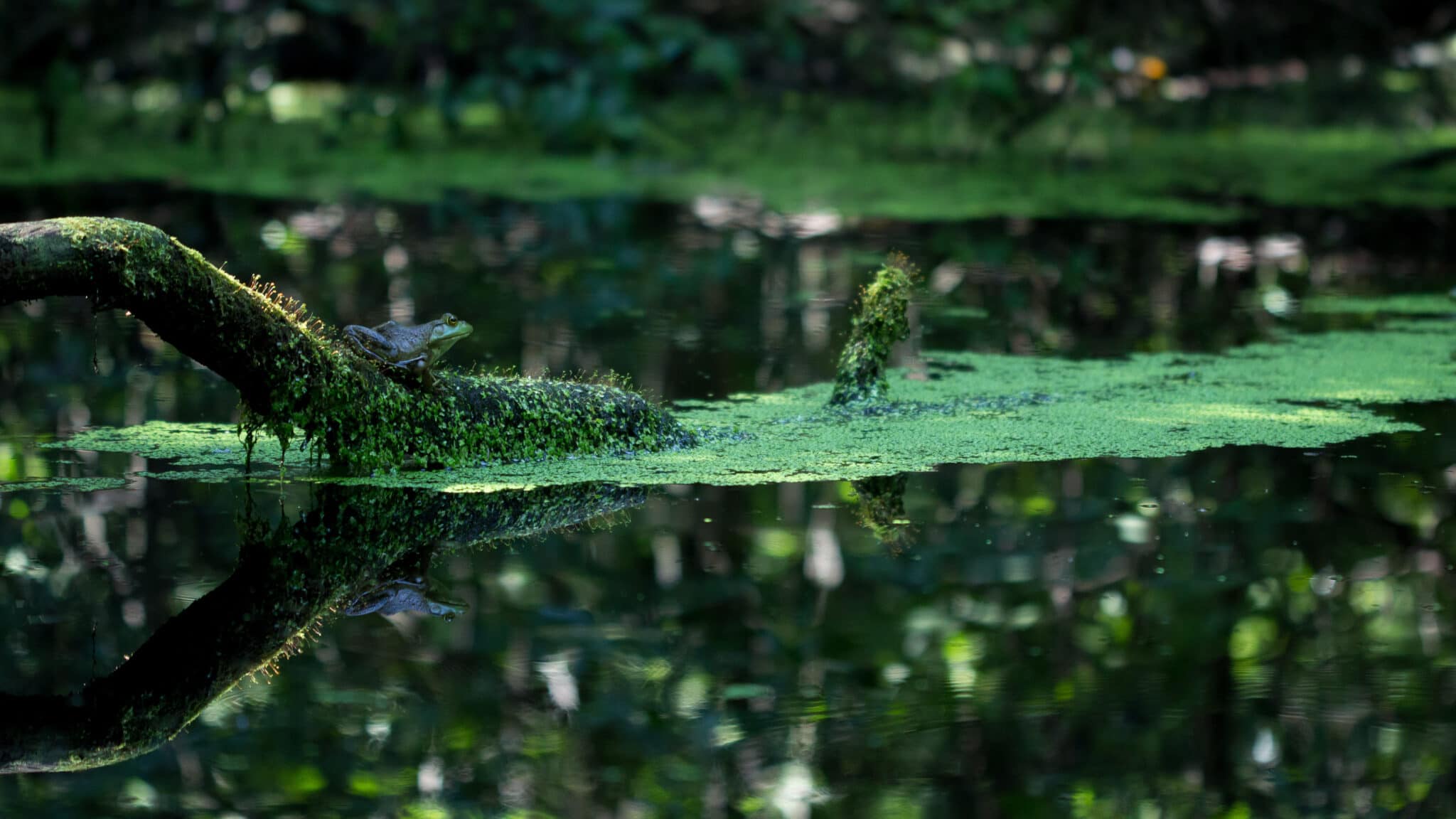 The Valley's Various Frog Species Make Moves - Scenic Hudson