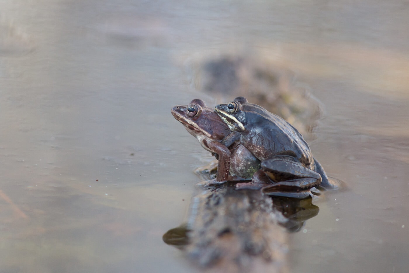 The Valley's Various Frog Species Make Moves - Scenic Hudson