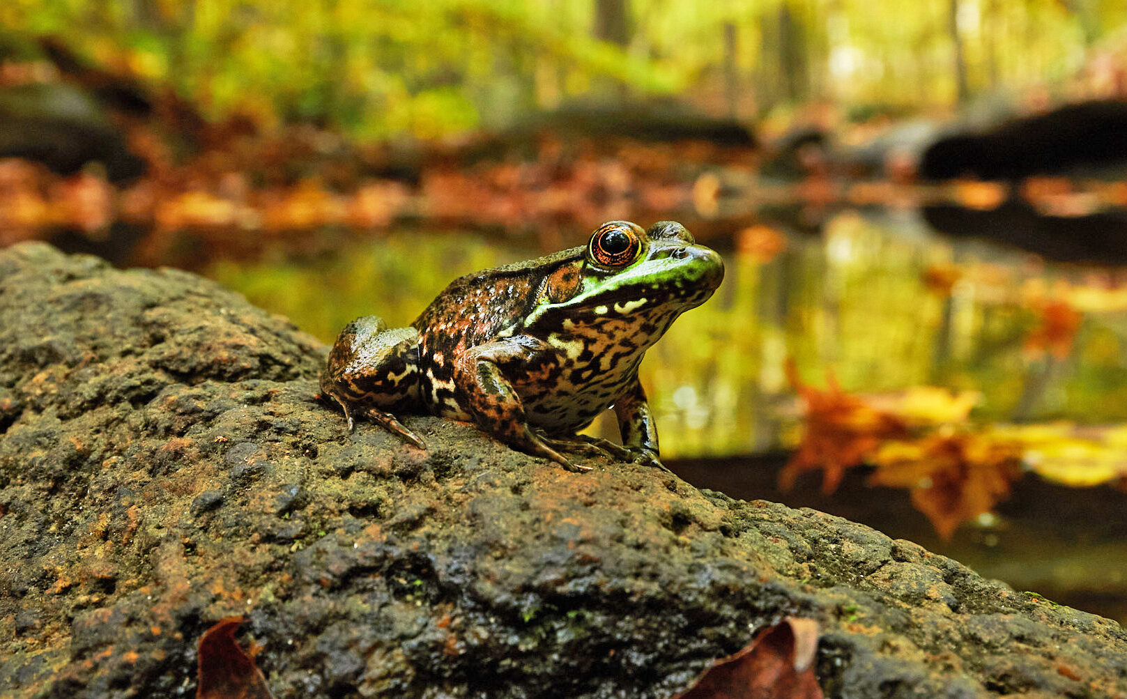 The Valley's Various Frog Species Make Moves - Scenic Hudson