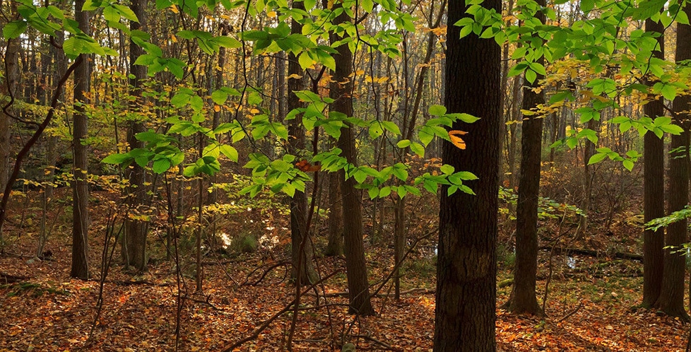 A closeup view of foliage in the forest