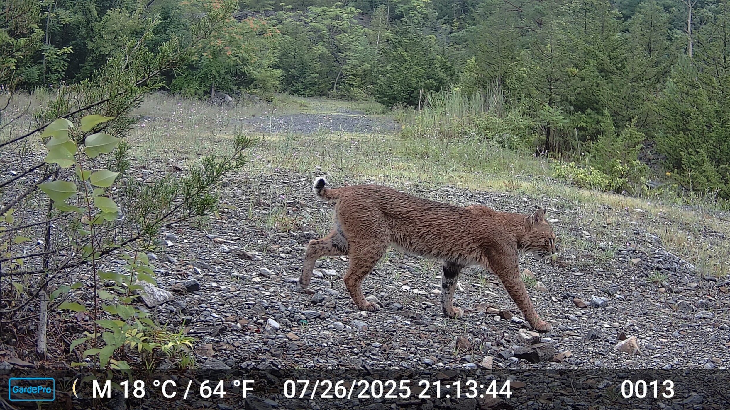 Bobcat