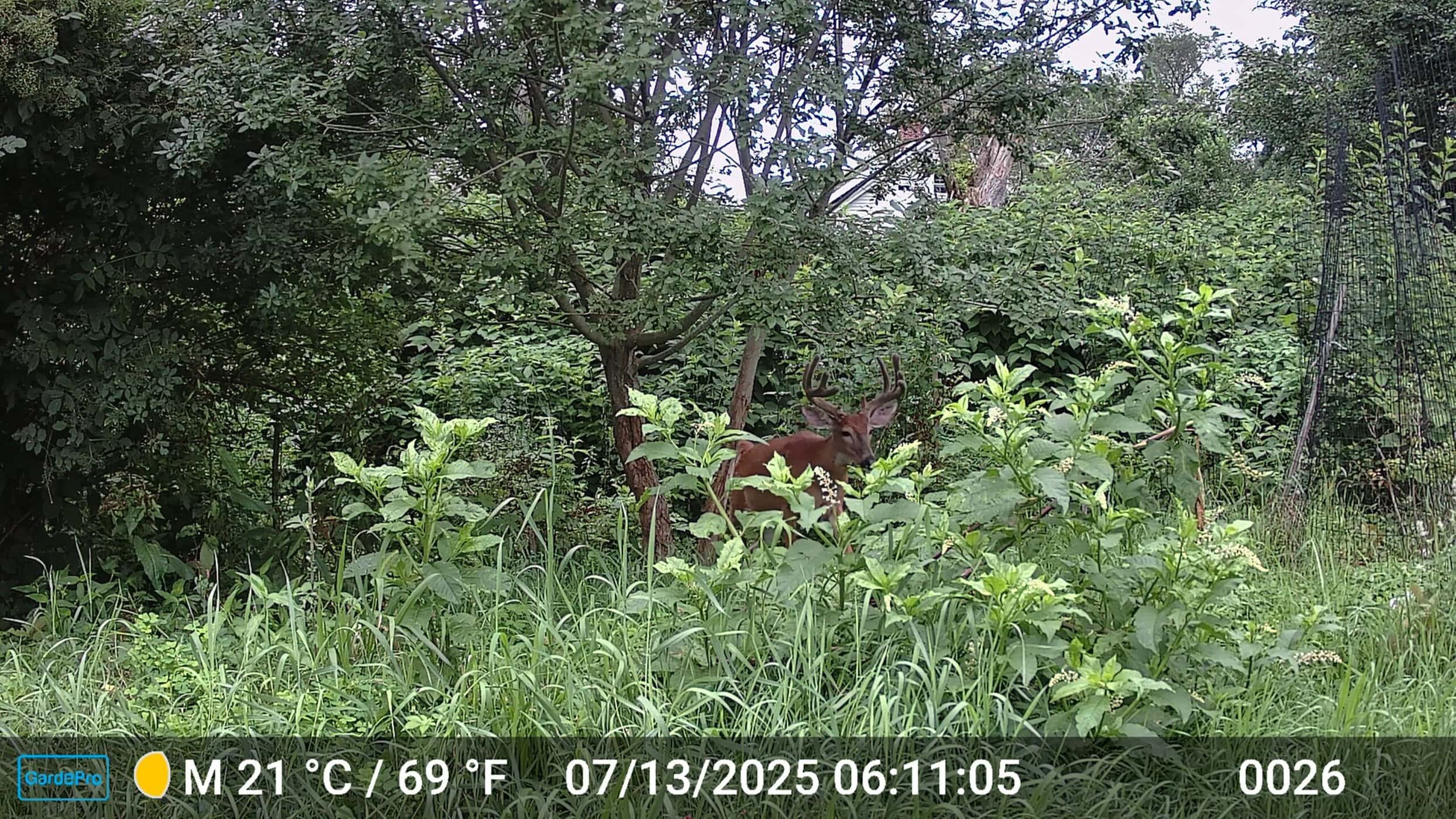 Venado
