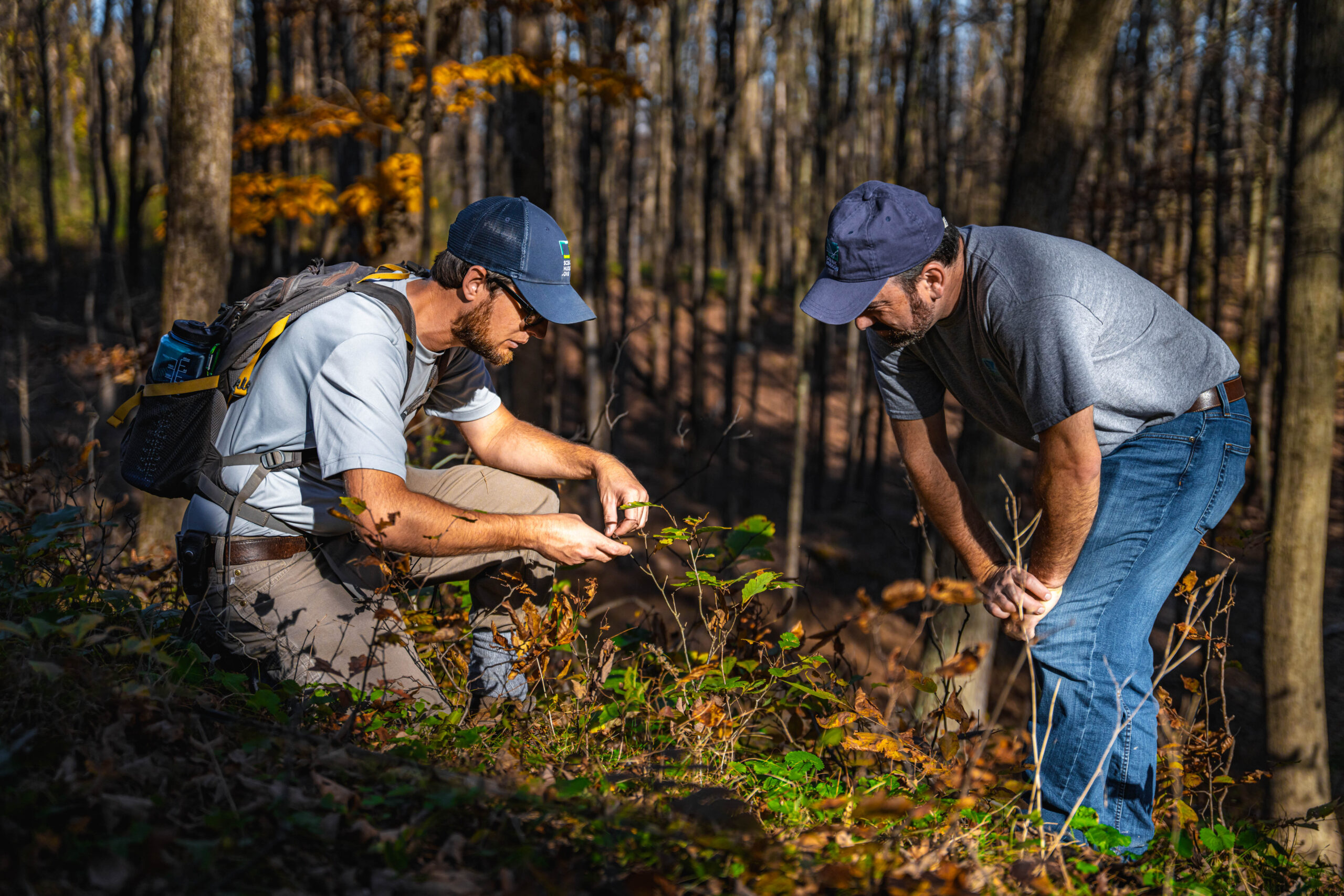 Scenic Hudson staff inspect deer impact on tree seedlings.
(Image: Jeff Mertz)