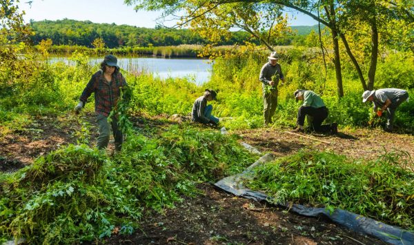 Volunteers removing invasive plants. (Image: Jeff Mertz)