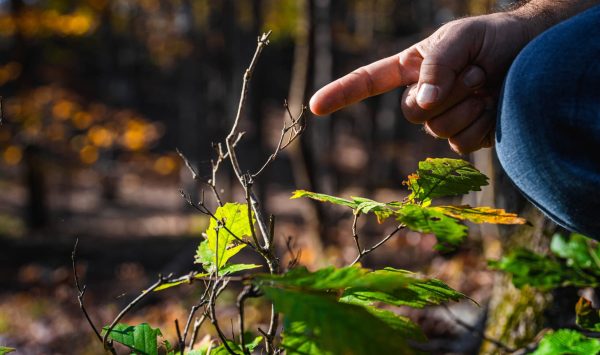 “Hedging” damage on a seedling tree caused by deer browse. (Image: Jeff Mertz)