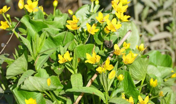 Marsh marigold in a Hudson River tidal marsh. (Image: Dan Smith)