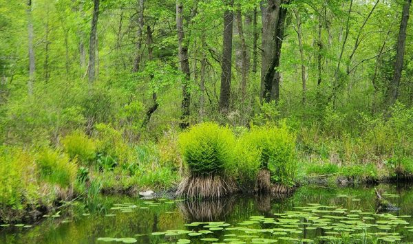 Floodplain of a Black Creek tributary. (Image: Alex Wolf)