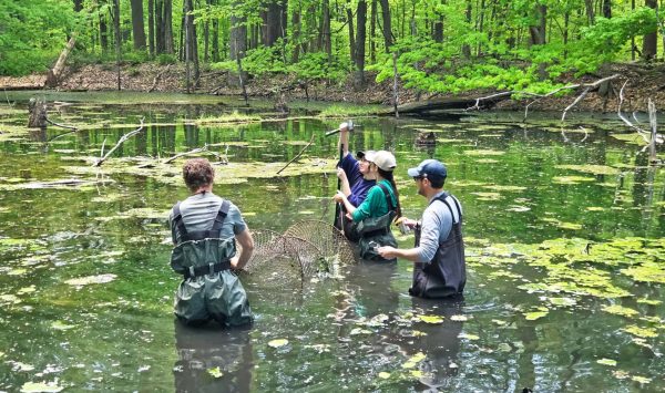 Wetlands Trust staff and Scenic Hudson staff are setting a trap for turtle monitoring. (Image: Alex Wolf)