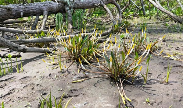Golden club in a Hudson River tidal marsh. (Image: Dan Smith)