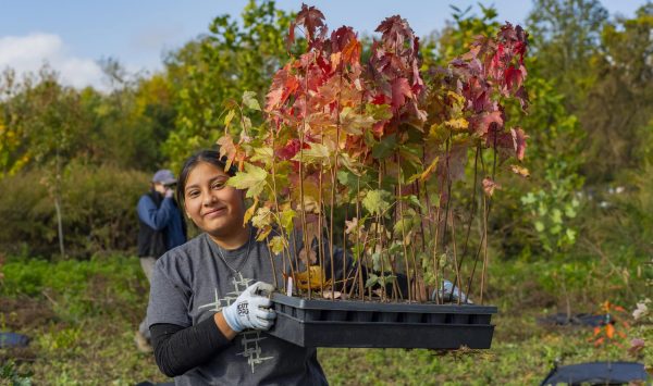 A volunteer with a tray of maple seedlings at a planting event. (Image: Pierce Johnston)
