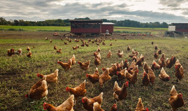 Hudson Valley Farmland (Photo: Robert Rodriguez, Jr.)