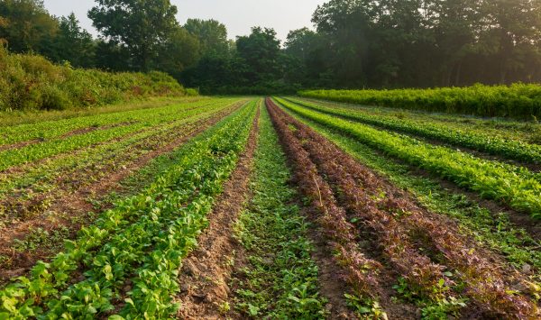 Hudson Valley Farmland (Photo: Robert Rodriguez, Jr.)