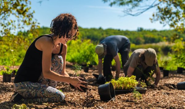 Volunteers installing native pollinator plants. (Image: Jeff Mertz)