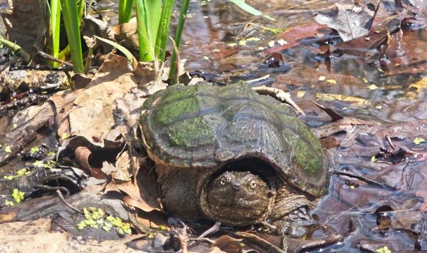 Vernal pools provide habitat to many species of plants and wildlife.