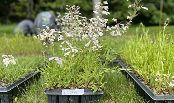 Native seedlings awaiting planting. (Image: Elle Petravicius)