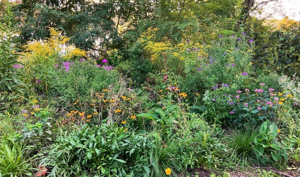 Pollinator Garden at West Point Foundry Preserve. (Image: Heidi Wendel)