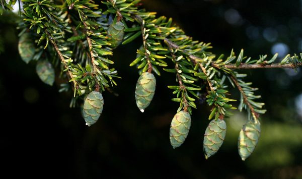 Hemlock Cones. (Image: Courtesy US Fish and Wildlife Service)