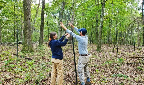 Scenic Hudson staff construct a deer exclosure fence to study the impacts of deer on forest plants. (Image: Alex Wolf)